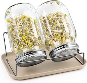 🌱Les graines germées faciles à faire chez soi dans un sac en toile &  recette de salade de lentilles germées - Crusine Académie